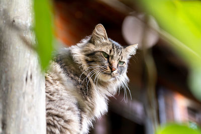 Close-up of a cat looking away