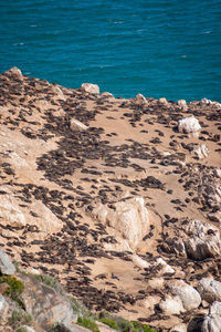 High angle view of rocks on beach
