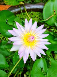 Close-up of pink flowering plant