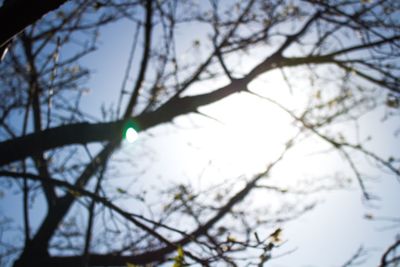 Low angle view of tree against sky