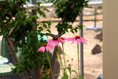 Close-up of pink flower blooming outdoors