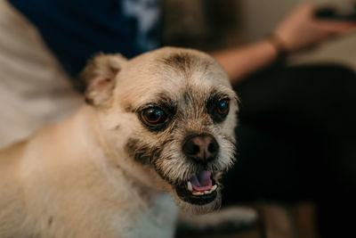 Portrait of dog