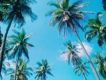 Low angle view of palm trees against blue sky