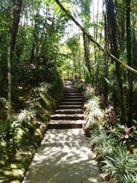 Footpath amidst trees in forest