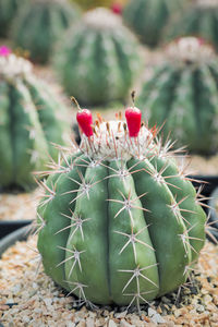 Close-up of cactus growing on potted plant