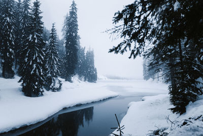 Snow covered pine trees against sky during winter