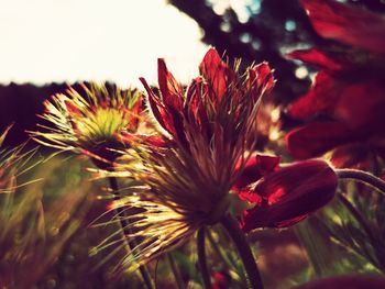 Close-up of red flowering plant