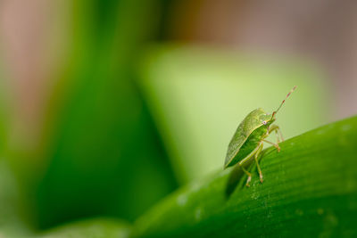 Close-up of insect on leaf