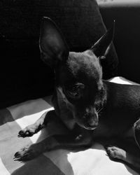 Portrait of dog relaxing at home