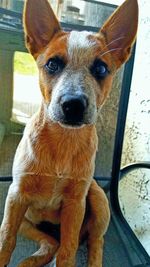 Close-up portrait of dog