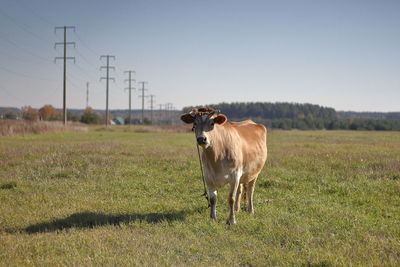 Cow standing on field against clear sky