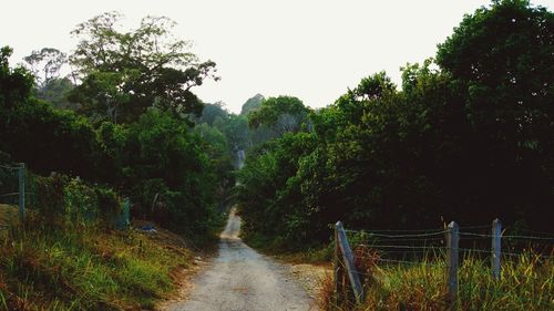 Dirt road amidst trees in forest against sky