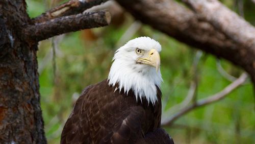 Close-up of eagle perching on tree