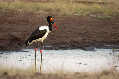 Female saddle-billed stork waiting in stagnant waterhole