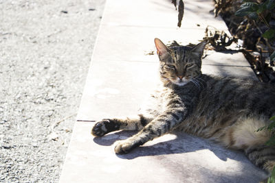 High angle view of a cat resting on footpath