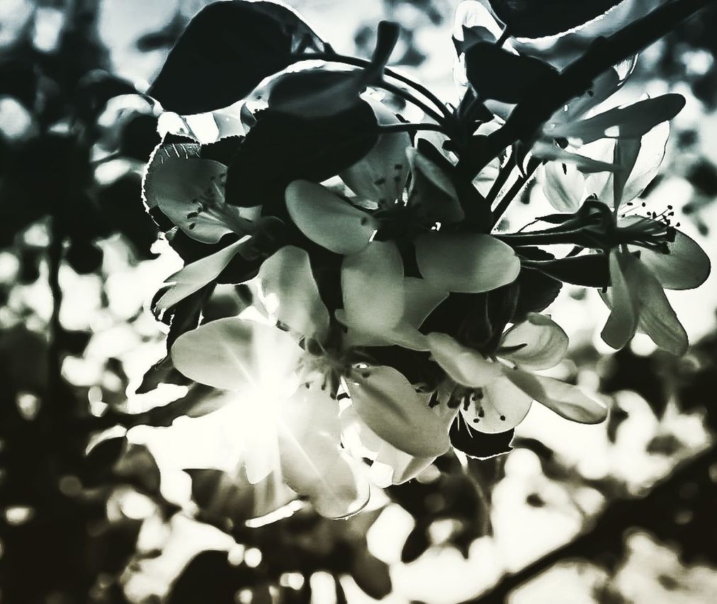 CLOSE-UP OF FLOWERS ON TREE