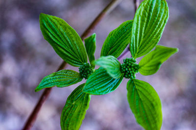 Close-up of green plant