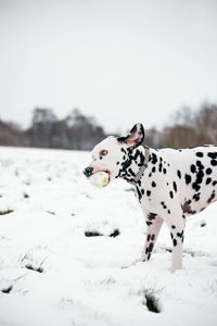Dalmatian dog on snow covered field during winter