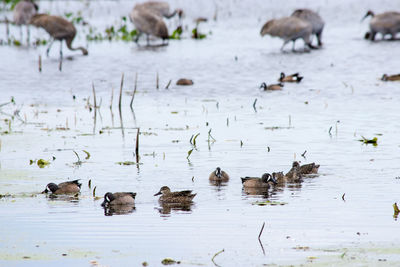 Flock of ducks in lake