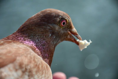 Close-up of bird eating