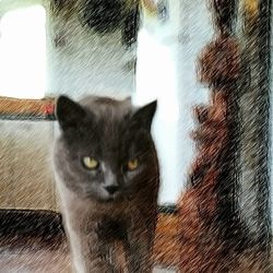 Close-up portrait of cat