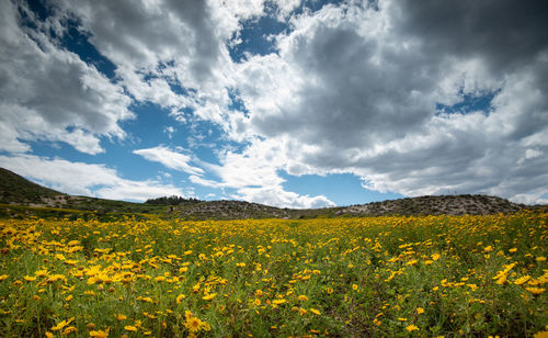 Scenic view of yellow flowering field against cloudy sky