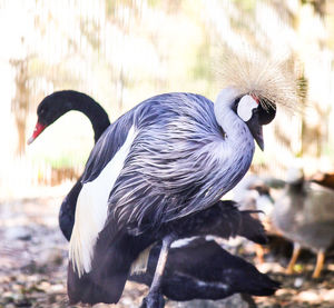 Close-up of bird