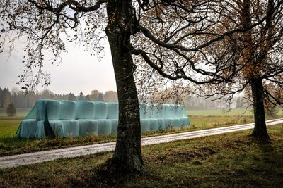 Trees by lake against sky