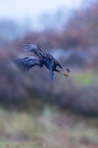 Close-up of bird flying