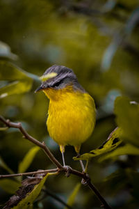 Close-up of bird perching on branch
