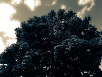 Low angle view of trees against sky