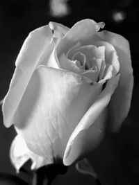 Close-up of rose flower against black background