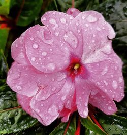 Close-up of water drops on pink flower