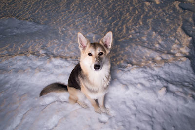 High angle portrait of dog standing in water