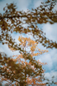 Low angle view of flowering plant against sky