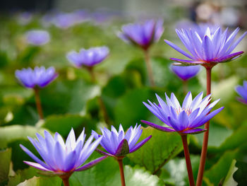 Close-up of purple water lily