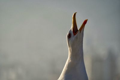 Close-up of a bird, seagull 