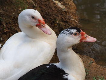 Close-up view of duck