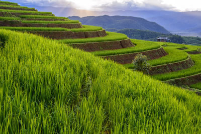 Scenic view of agricultural field