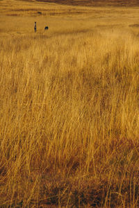 View of sheep on field