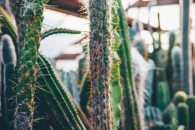 Cactuses growing in greenhouse