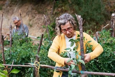 Mature woman with gray hair picking ripe peppers from green plant while working on farm on summer day