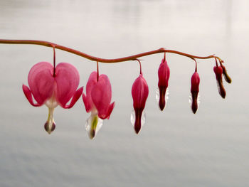 Water drops on bleeding hearts over lake