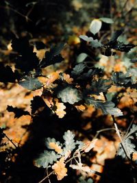 Close-up of autumn leaves on plant