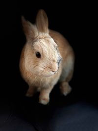 Close-up of a rabbit against black background