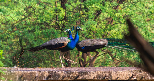 Peacock perching on a tree