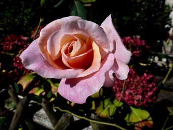 Close-up of rose blooming outdoors