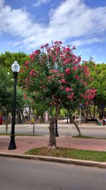 Red flower tree