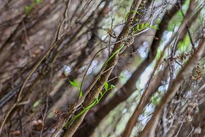 Low angle view of trees growing in forest