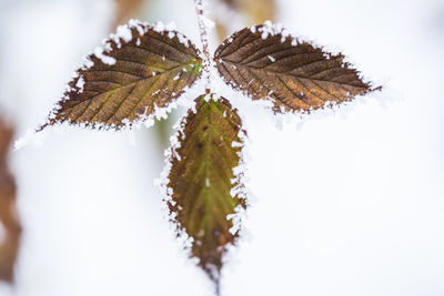 Close-up of frozen plant against white background